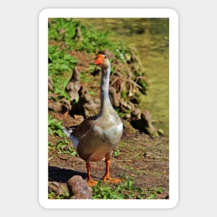 Graylag Goose Sticker